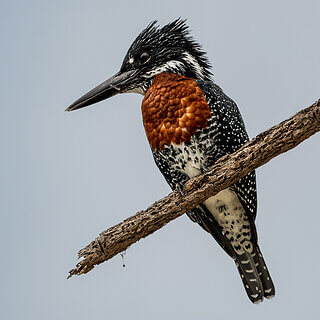 Lake Naivasha - Giant kingfisher